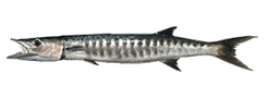 Great Barracuda